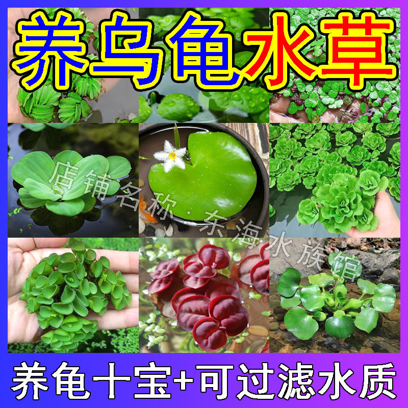 乌龟缸水草造景水生植物生态鱼缸水葫芦水芙蓉龙眼叶浮萍养龟四宝