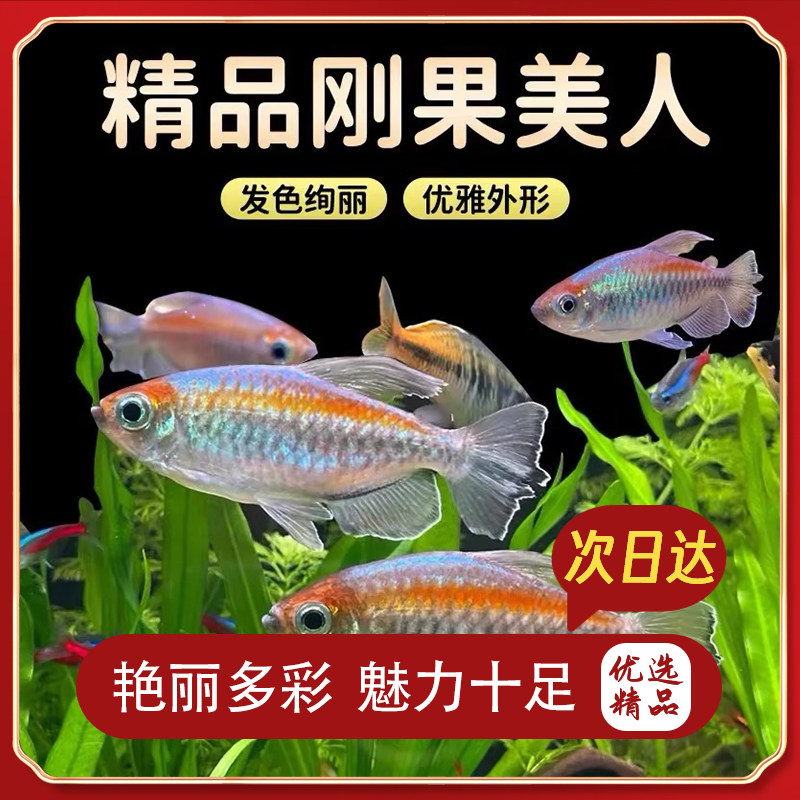 刚果美人热带鱼观赏鱼电光美人石美人鱼斑马红绿灯活体鱼苗群游鱼