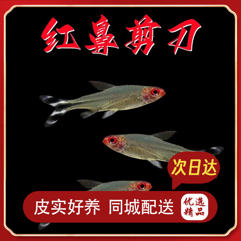 红鼻剪刀鱼热带观赏淡水小型灯鱼白金红鼻子鱼缸活体宠物宝莲灯鱼