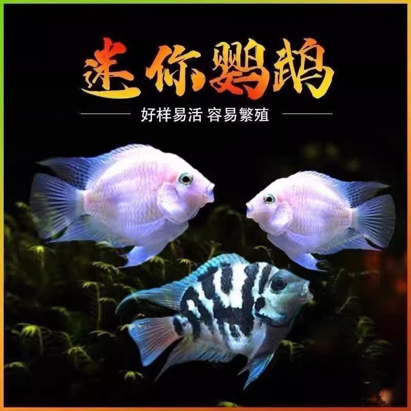 迷你鹦鹉鱼热带鱼观赏鱼好养耐活小型淡水鱼可繁殖精品宝蓝白金鱼
