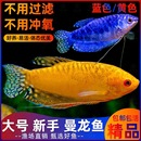 曼龙鱼热带观赏鱼活鱼淡水小型鱼苗好养耐活不打氧蓝黄丽丽宠物鱼
