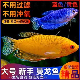 曼龙鱼热带观赏鱼活鱼淡水小型鱼苗好养耐活不打氧蓝黄丽丽宠物鱼