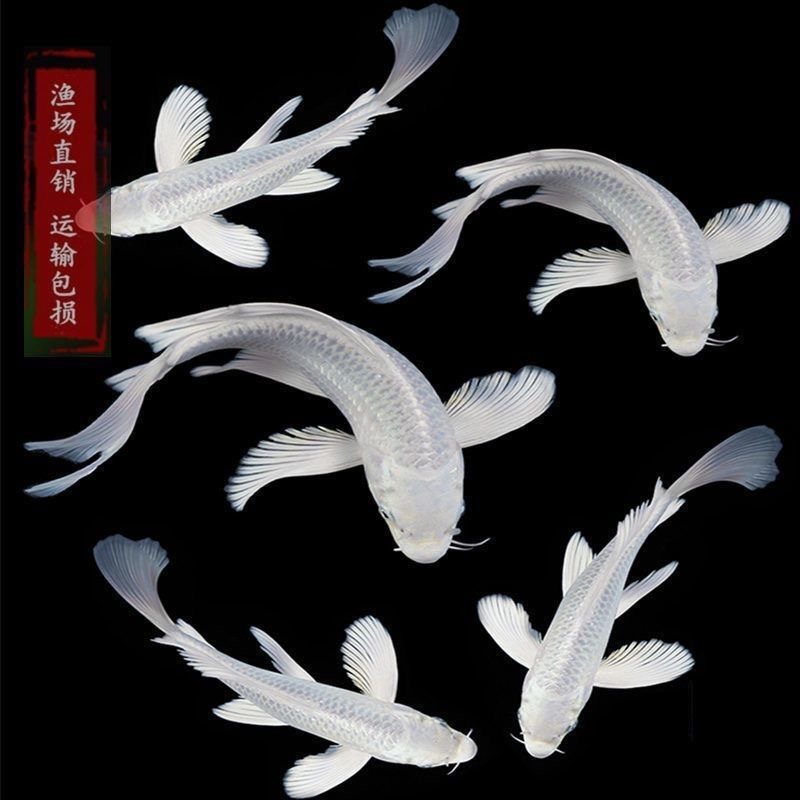 纯种白金锦活体观赏鱼鲤蝴蝶鲤冷水鱼活鱼淡水鱼好养耐活黄金锦鲤