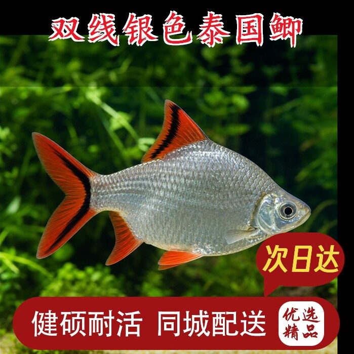 泰国鲫双线鲫元宝鲫金凤银凤鱼龙鱼