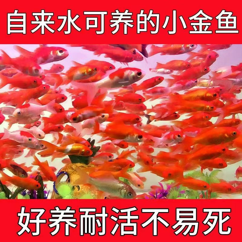 冷水红草小金鱼活体鱼红球玛丽鱼发财鱼地图鱼红草饲料鱼活体摆摊
