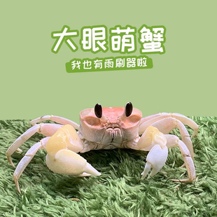 沙蟹观赏蟹饲养套餐小螃蟹中华沙蟹西瓜蟹雨刮器蟹老板寄居蟹宠物