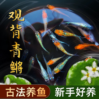 观背青鳉观赏鱼好养耐活自来水冷水小型活体不打氧古法生态缸养鱼