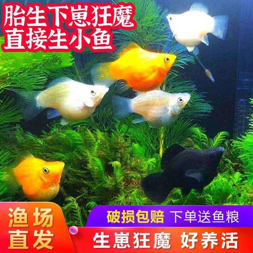 玛丽球鱼胎生鱼斑马米奇热带鱼