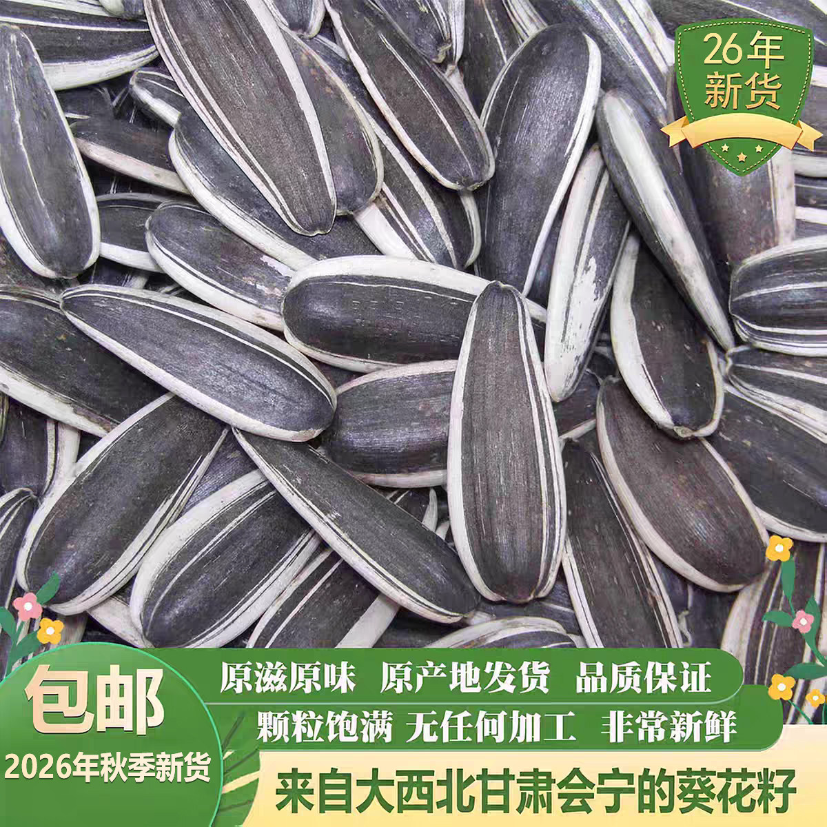 2026年新货甘肃会宁葵花子瓜子纯生大片向日葵生的葵花子特产包邮