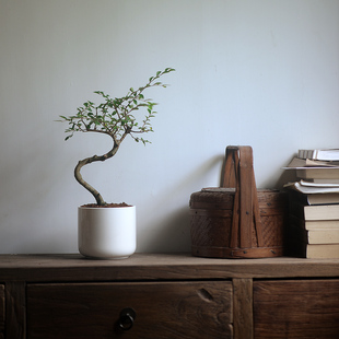 香氏 榆树微盆景 陶瓷盆栽好小盆栽真树榆榔意境文房茶室好养绿植