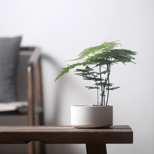 陶瓷盆种好半阴好养文竹节日礼物