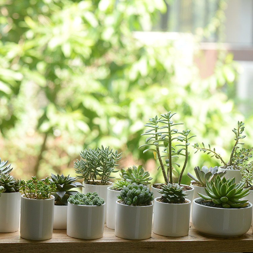 香氏 陶瓷小花盆 简约白色种植物栽多肉圆形陶土粗陶创意盆器