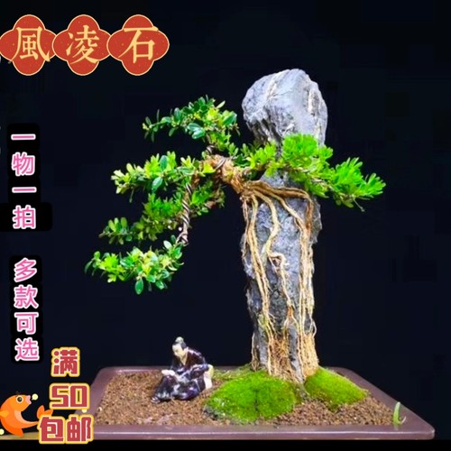 17 长高款风凌石 多款可选 盘景树抱石 附树石天然原石（满50包邮