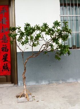 仿真植物室内景观大型绿植造景组合室内外摆件橱窗装饰树