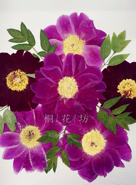 牡丹花芍药花diy标本压花押花