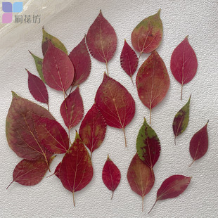 香樟叶红叶 押花压花真树叶植物标本天然拍照背景儿童手工diy材料