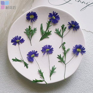 带枝马兰花 押花植物标本diy干花压花书签团扇蜡烛台灯新娘妆摆盘