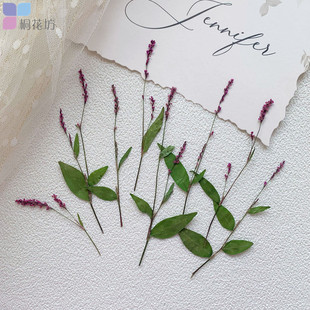 红杉花 红花草蓼草押花压花带枝平面干花手工diy材料装饰植物标本