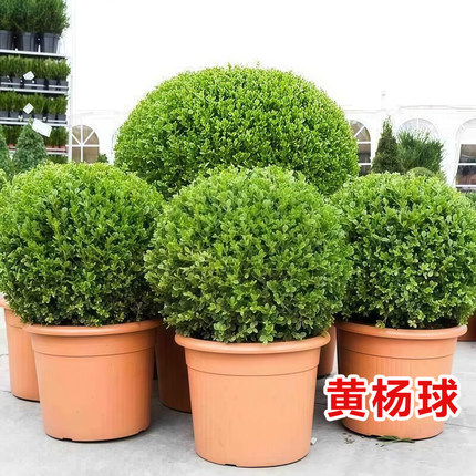 黄杨球小叶瓜子庭院别墅花园四季常青不落叶绿化美观耐寒耐旱树苗
