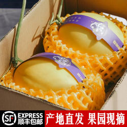 海南三亚精品金妃蜜瓜礼盒大果哈密瓜新鲜水果甜瓜精选金美人顺丰