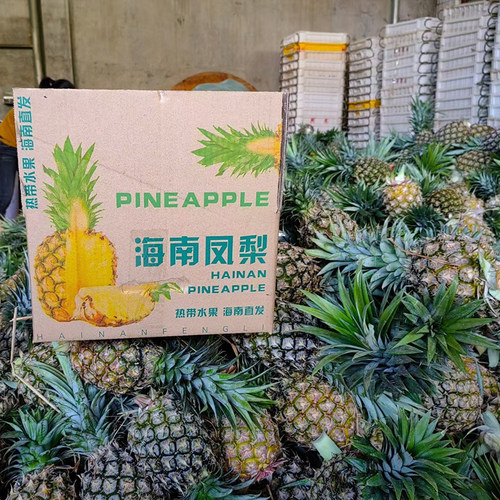 【台农17号】海南金钻凤梨新鲜大