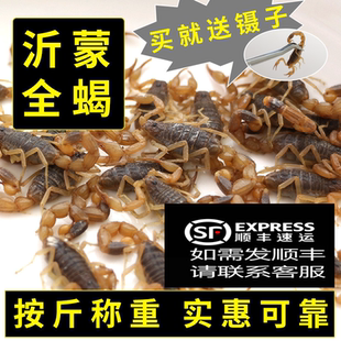 【按斤称】沂蒙山十足全蝎活体养殖蝎子泡酒油炸煲汤入药虫全包邮