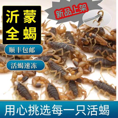 蝎子新鲜活冷冻食用高蛋白不煮无盐生油炸泡酒煲汤包邮顺丰