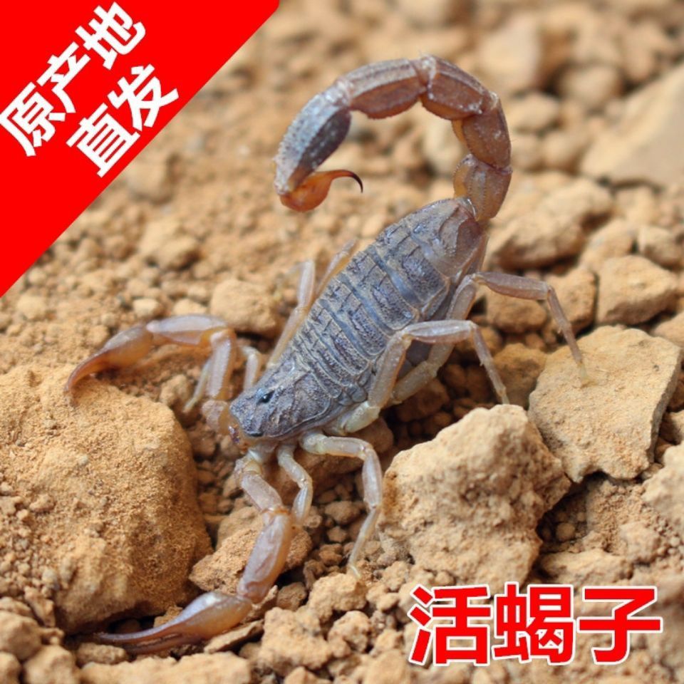沂蒙山十足全蝎活蝎子煲汤入药油炸泡酒食用活蝎子宠物30只包邮