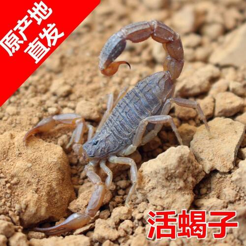 沂蒙山十足煲汤入药油炸包邮全蝎