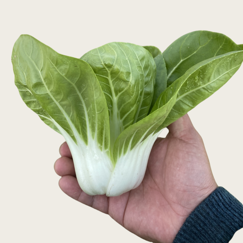 新鲜蔬菜矮橘黄自种矮脚黄青菜新鲜青菜实物拍绿色蔬菜小青菜白菜,水产肉类/新鲜蔬果/熟食,叶菜类,淘宝优惠券,粉丝福利购,淘宝优惠卷