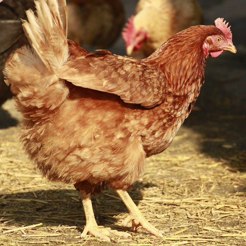 农家散养 土鸡  老母鸡    月子鸡草鸡跑山鸡柴火鸡整只