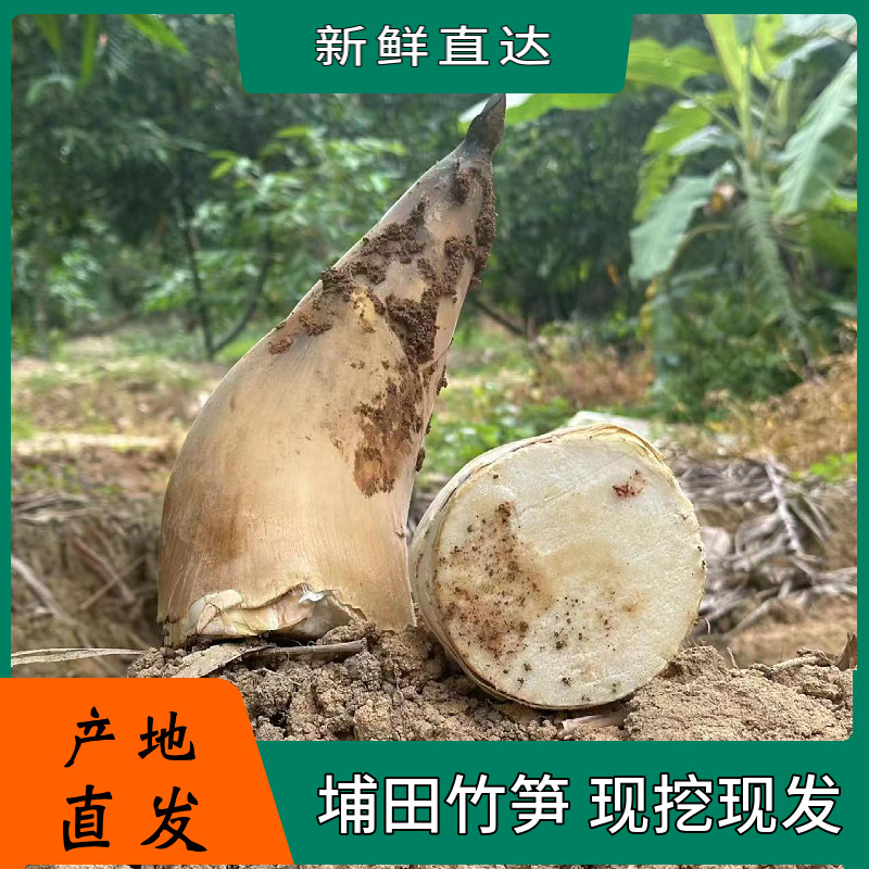 潮汕揭阳埔田现挖现发野生新鲜嫩竹笋广西大头笋甜酥脆红土麻竹笋