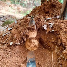 揭阳埔田特产鲜嫩麻竹笋新鲜现挖野生鲜甜小竹笋丝大头笋农家包邮