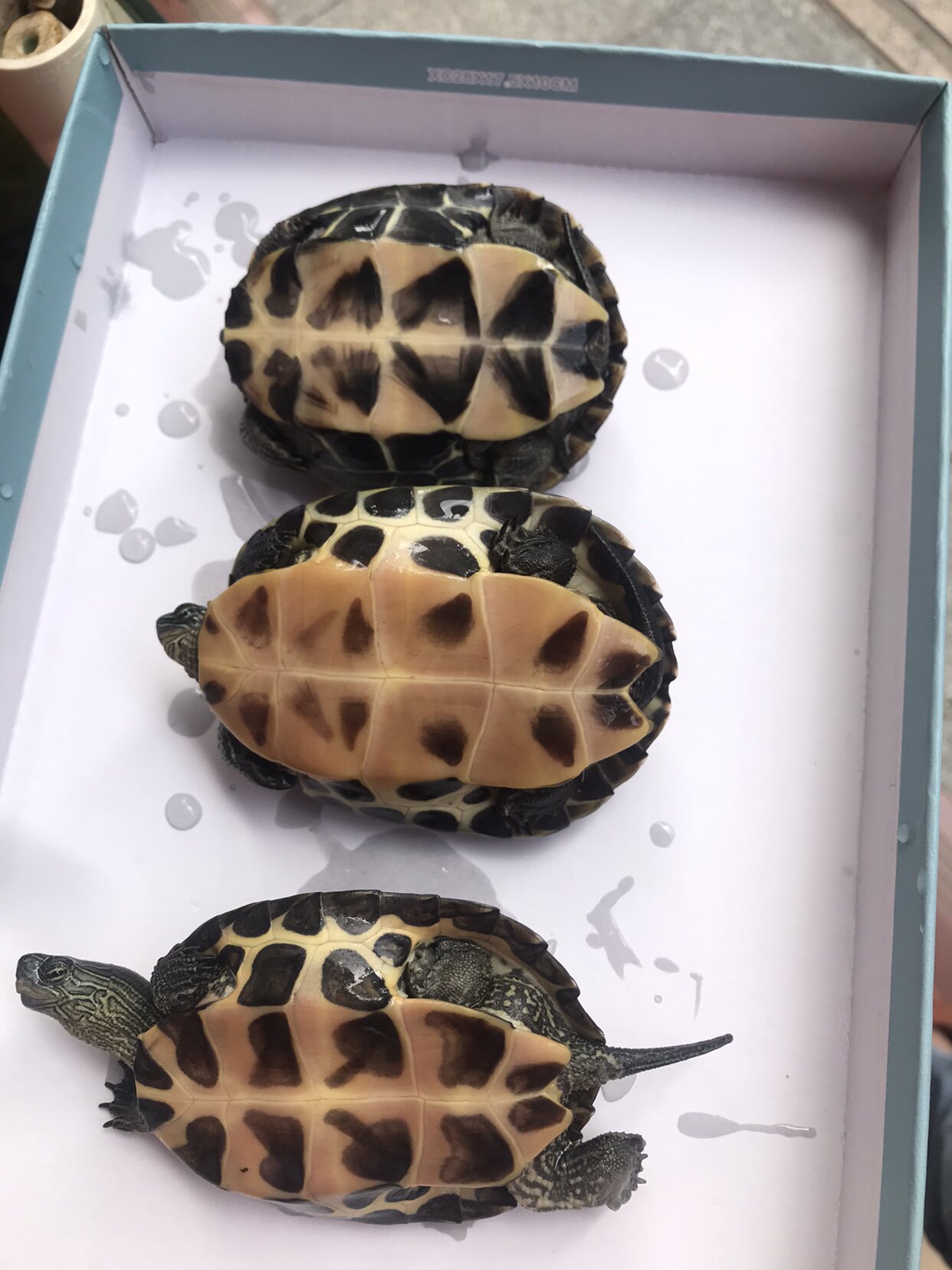 黑颈公杂交花龟草龟