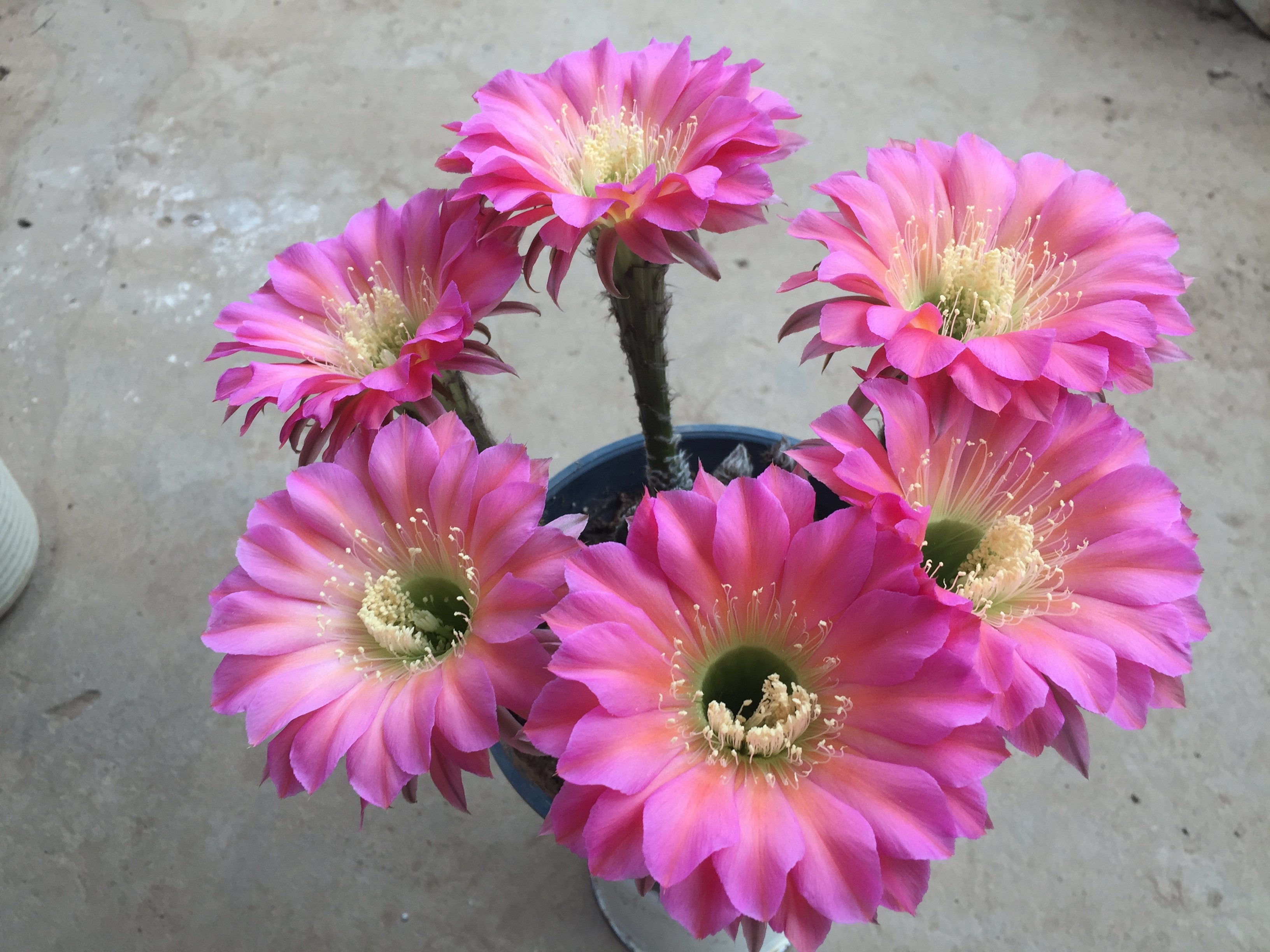 仙人球 浓桃筋席克氏超大花卉小盆栽办公室内桌面防辐射多肉植类