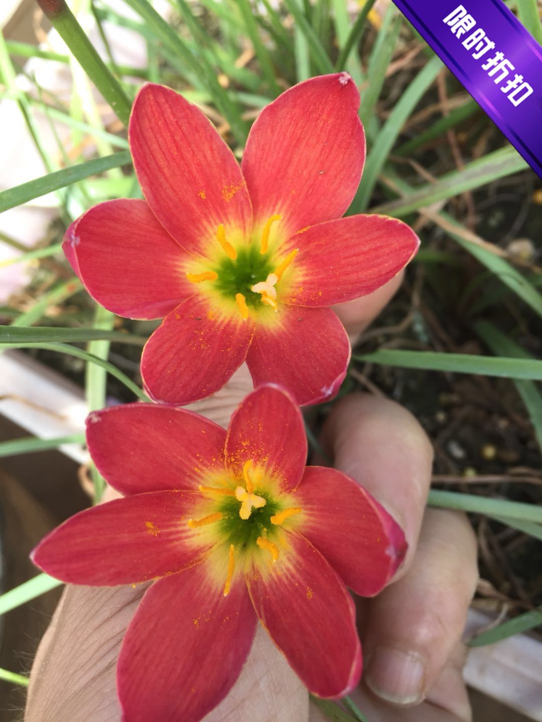 风雨兰斯嘉丽z.scarlet ohara 盆栽葱兰 四季植物花卉韭菜兰
