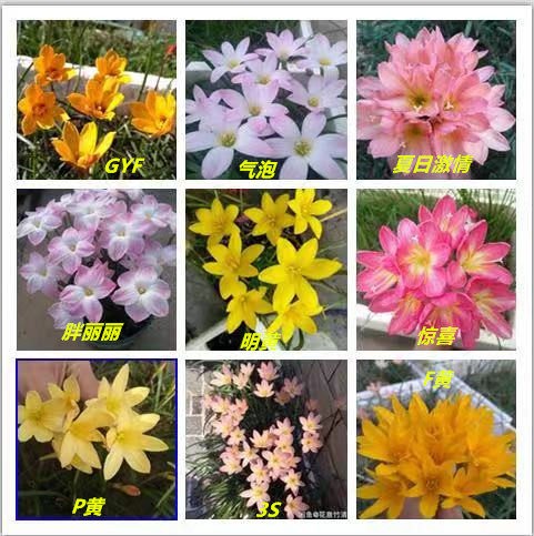 葱兰 风雨兰韭兰花韭菜莲球根花卉室内外观花植物兰花9品种 包邮