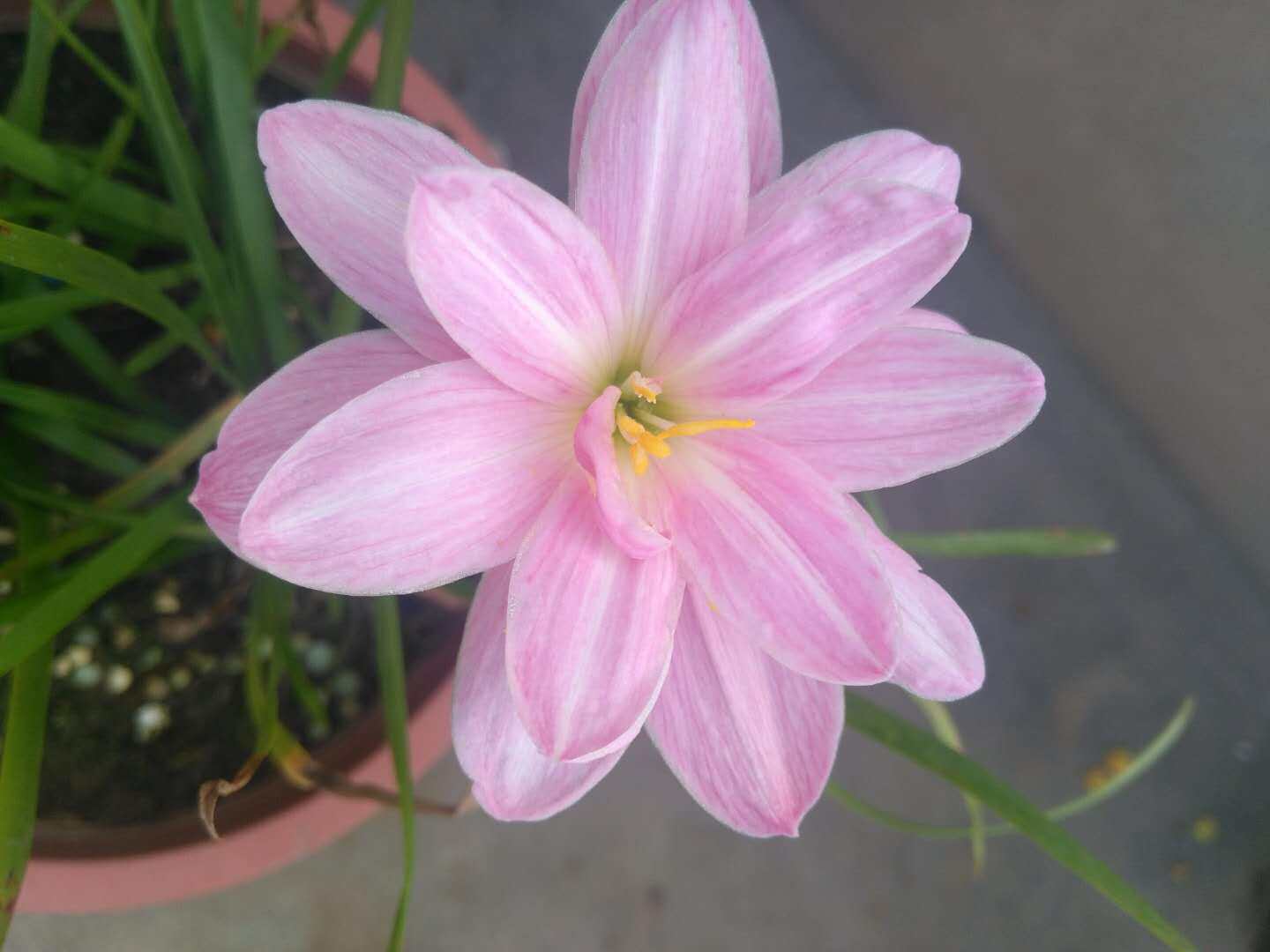 turandot图兰朵新品重瓣风雨兰 四季种植多年生小球根