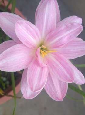 现货 Z. Turandot图兰朵新品重瓣风雨兰 四季种植多年生小球根