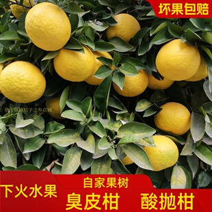 湖北湖南酸抛柑臭皮柑抛柑孕妇水果苦药酸泡柑酸柑子
