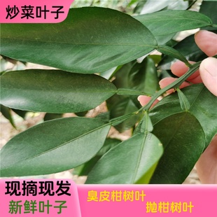 湖北湖南抛柑臭皮柑树叶子新鲜炒菜顿火锅烧菜酸柑子叶子