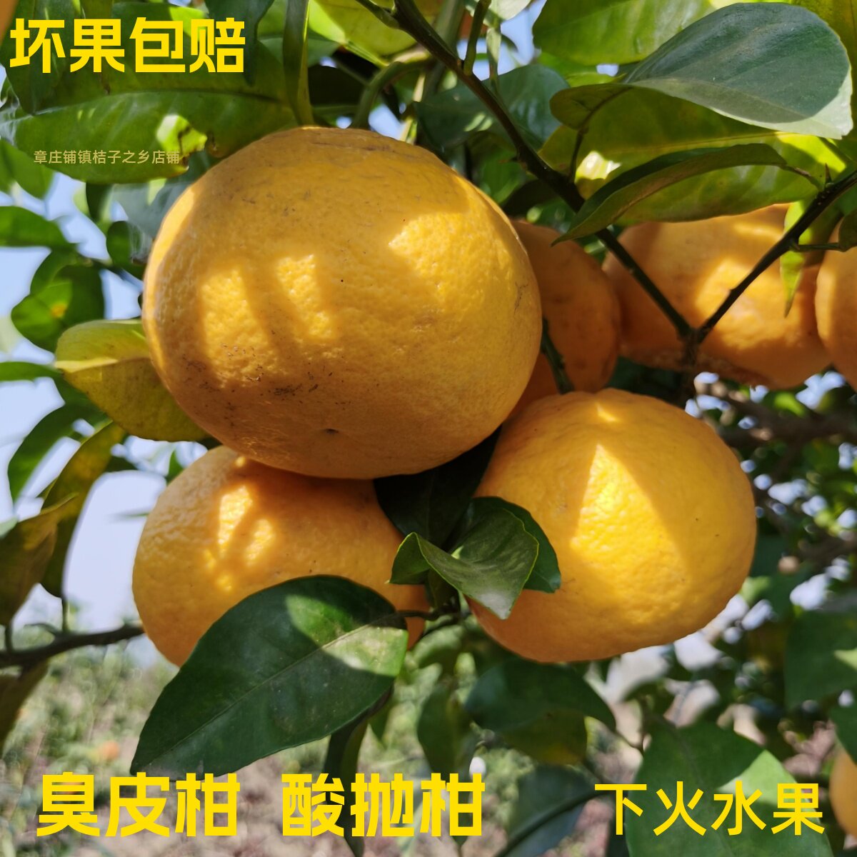 湖北湖南酸抛柑臭皮柑孕妇下火水果泡酒酸柑子很酸