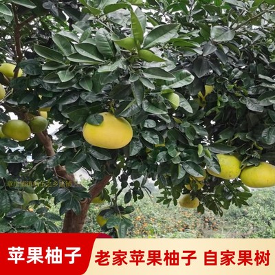 以前老树苹果柚子自家果树