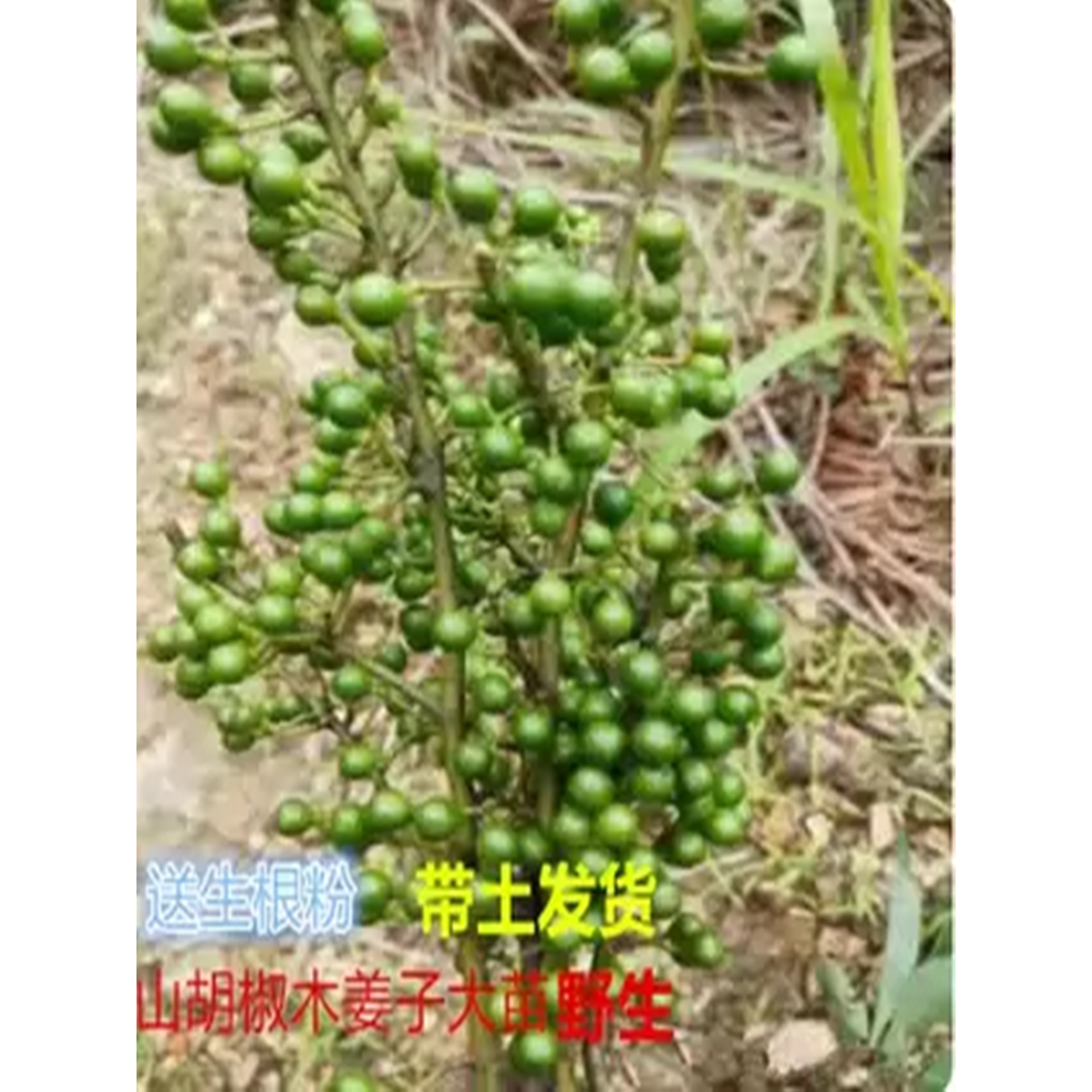 湖南木姜子山苍子树苗南方树苗山