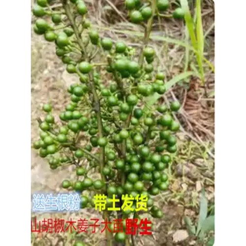 湖南木姜子山苍子树苗南方树苗山胡椒苗辣酱子苗南北方种植盆地种