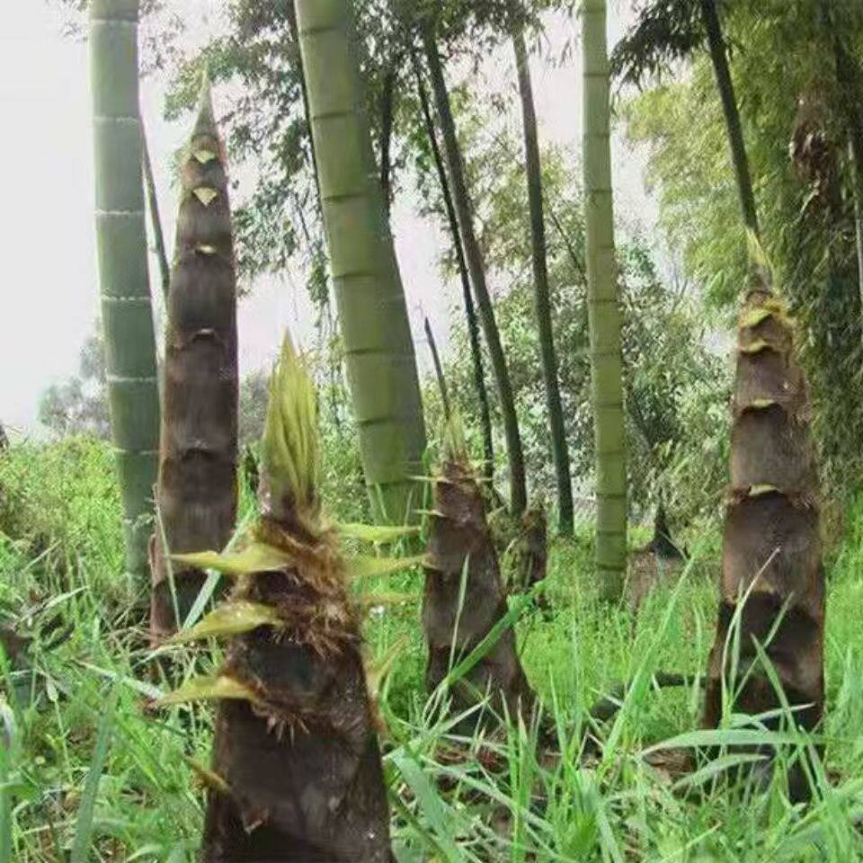 四季楠竹子树苗毛竹种苗竹笋根苗耐寒易成活竹子年年产食用冬笋