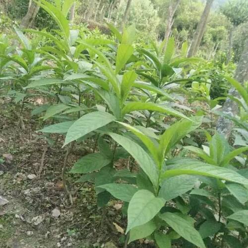 中药材黄花倒水莲大远树