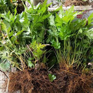 (10棵装)现挖新鲜黄连苗 川黄连 味连 鸡爪黄连带须根带土发货