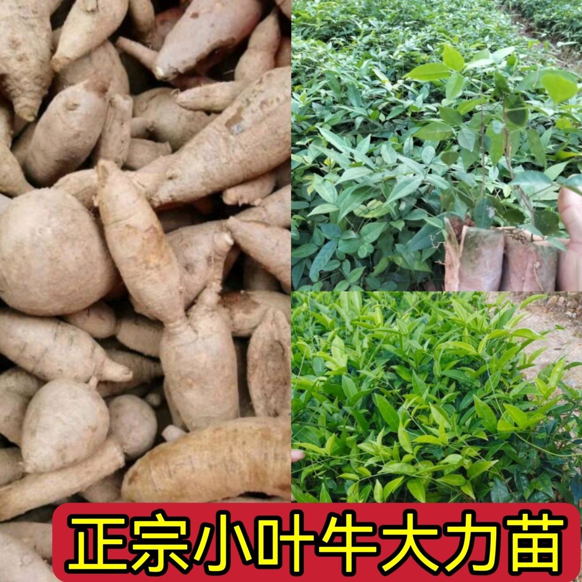 正宗牛大力小叶树和苗带