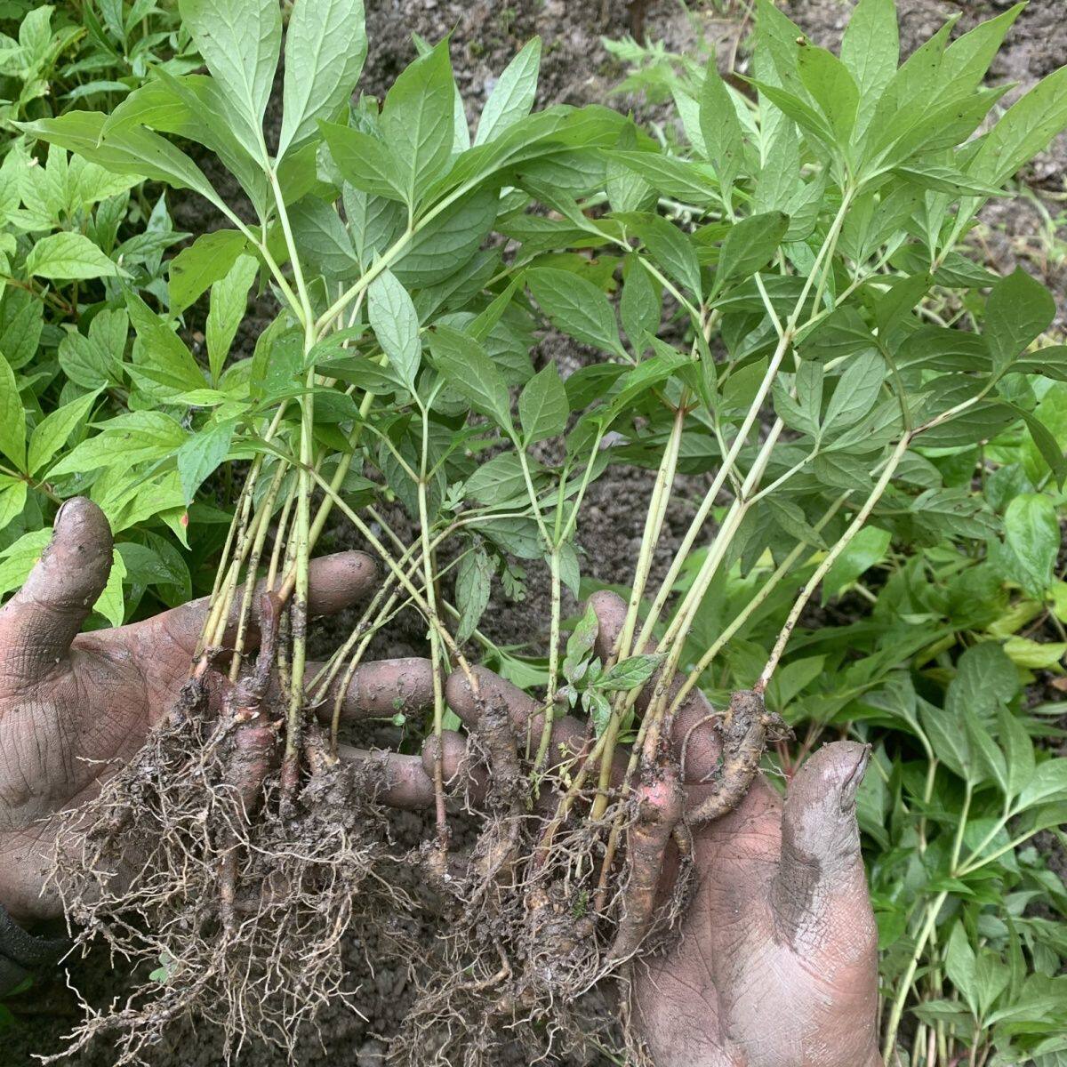 赤勺种苗白芍包邮支持盆栽试种新鲜大面积种植优惠【7天内发货】